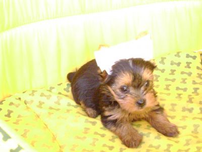 Vendem-se Lindos Filhotes De Yorkshire!!!