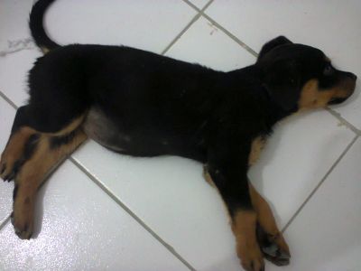 Vendo uma Rottewiler de 2 meses de pais puros !