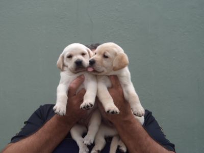 FILHOTES DE LABRADOR R$ 500.00