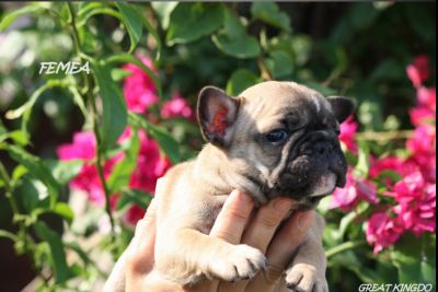 BULLDOG FRANCES FULVO DISPONIVEL