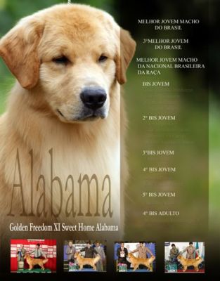 Filhote fêmea de Golden Retriever - CBKC