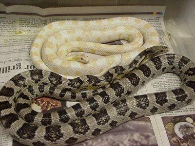 Corn Snake/Cobra do Milho