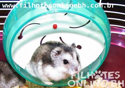 Hamster Chines filhotes a venda - Puppies for sale