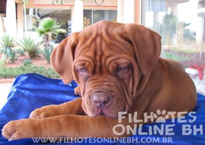Dogue de Bordeaux - Canil Filhotes On Line BH  