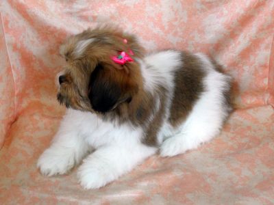 Lhasa Apso