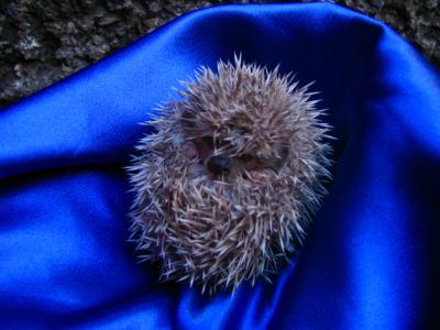 Hamster Chines filhotes a venda - Puppies for sale