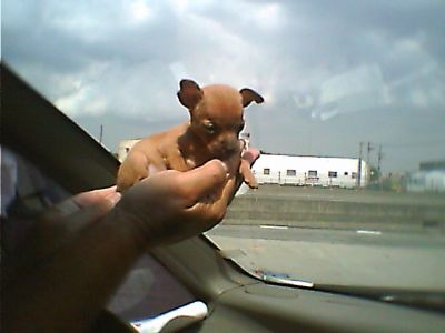 PINCHER MICRO EM 10X SEM JUROS NO CARTÃO