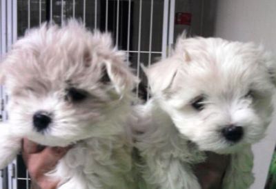 Filhote, Maltes, Porto Alegre, Pet Shop,