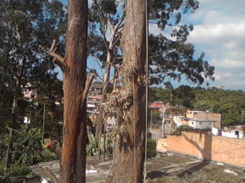 Corte e poda de árvores 