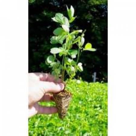 Mudas Sansão do Campo (Cerca Viva) direto do Produtor Rural