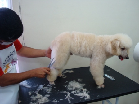 Curso Técnico de Banho e Tosa em Curitiba - Paraná