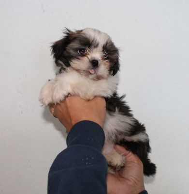 Canil puppy of life - vd filhotes shih tzu - Arujá - SP
