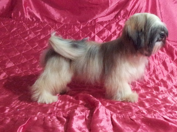 Padreador de Lhasa Aso