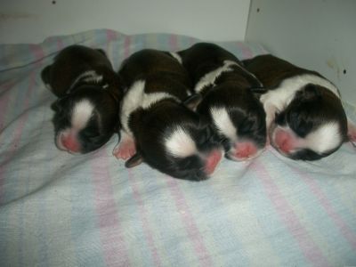 Shih-tzus pra reservas  3 machos e 1 Femea 