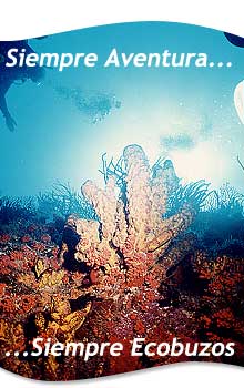 JÁ MERGULHOU COM ECOBUZOS?