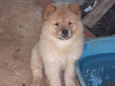 filhotes de chow chow 100% puro disponíveis 