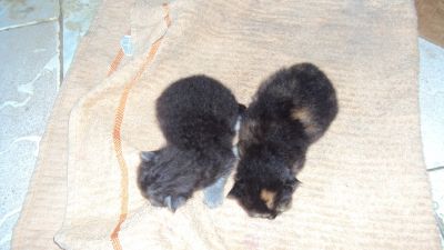 Gatos persas Teutonia