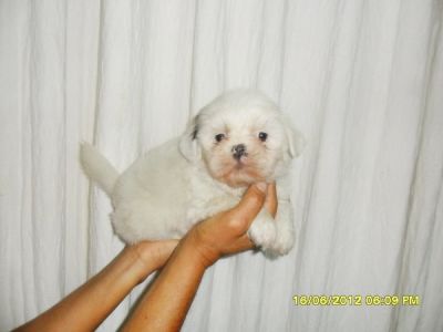LHASA APSO, FILHOTES COM PEDIGRE, PAIS DE PEQUENO PORTE