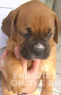 Boxer - Canil Filhotes On Line BH