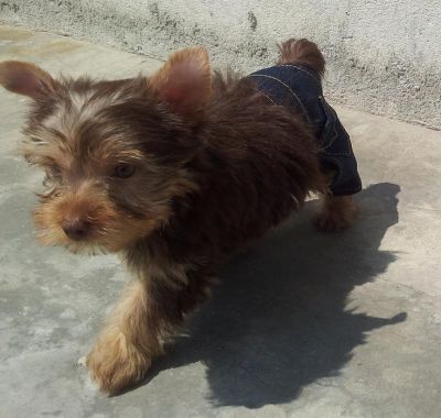 Yorkshire Chocolate - Promoção dia das Crianças