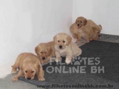 Golden  - Canil Filhotes On Line BH