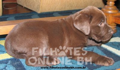 Labrador a venda - Canil Filhotes On Line BH