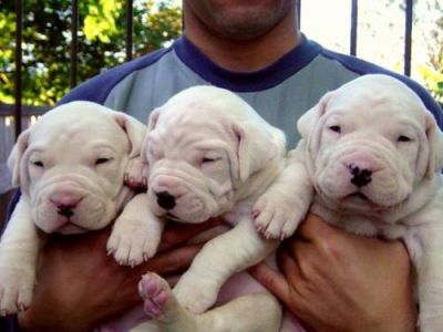 Dogos Argentinos linhagem de campeões mundiais de beleza. R$1.500