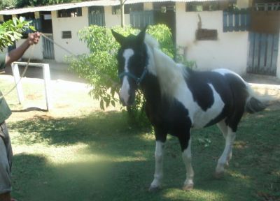 vendo lindo calavo Mangalarga com pelagem pampa 9 anos 