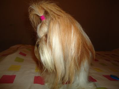 lindos filhotes de shih tzu pequeno porte