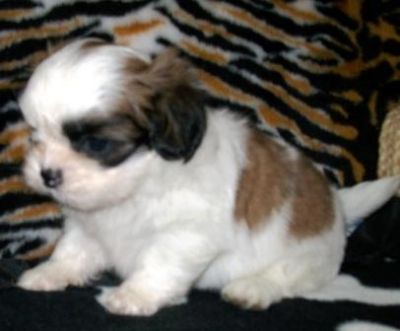 Filhote, shih tzu, Porto Alegre, Pet Shop,
