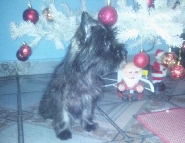 Filhote Mix de scottish terrier com yorkshire terrier