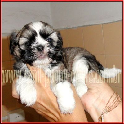 Canil- vd filhotes shih tzu