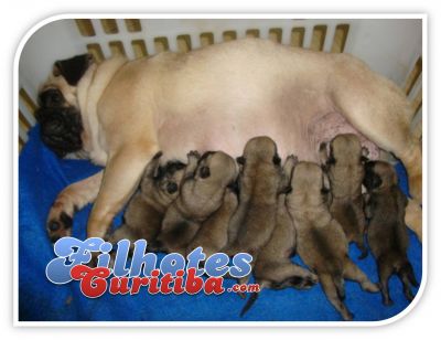 PUG LINDOS FILHOTES - CANIL EM CURITIBA