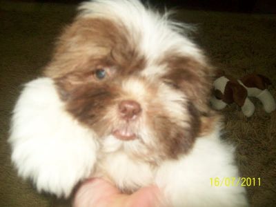 shih-tzu menor porte 3.5kg branco e chocolate SP 11-2279-7645