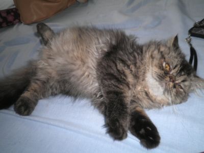 Lindo Filhote de Persa