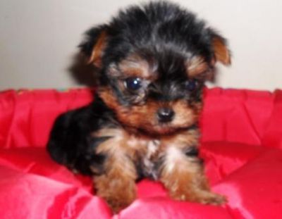 Pet Shop, venda, raça, yorkshire, Porto Alegre,