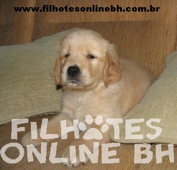 Golden Retriever - Canil Filhotes On Line BH