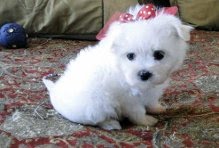 adorável maltês para a adopção