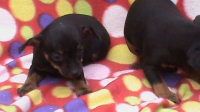 BASSET TECKEL EM 10X SEM JUROS NO CARTÃO