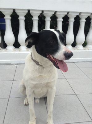 Cão adestrado para doação