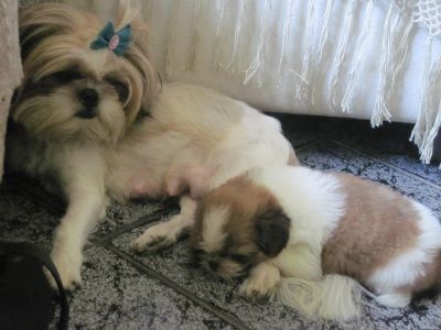 Filhotes de Shih Tzu com pedigree - Shabab Kennel