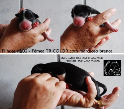 BULL TERRIER COLORED