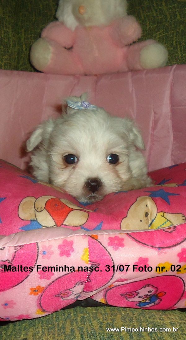 Filhotes de maltes fêmea 