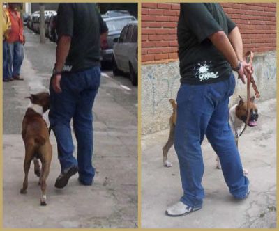 Adestramento de cães Tatuapé