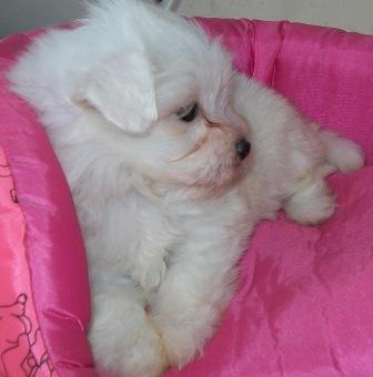 Filhote, Maltes, Porto Alegre, Pet Shop,