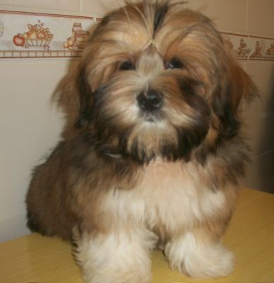 última Lhasa Apso Fêmea á venda 5 meses 