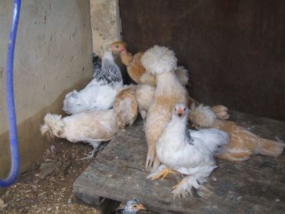 Franguinhos Ornamentais Raça Pura