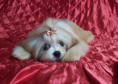 Filhote de Shih Tzu 