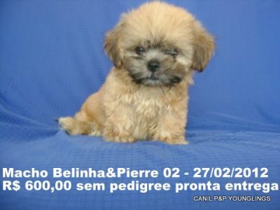 CANIL P&P YOUNGLINGS