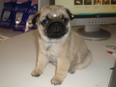 Yorkshire, Shih-tzu e Pug lindos filhotes - canil em Curitiba 